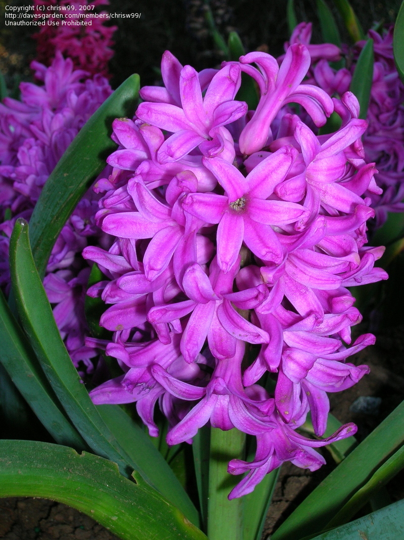 Dutch hyacinth, Roman hyacinth, Garden Hyacinth or Dutch Hyacinth
